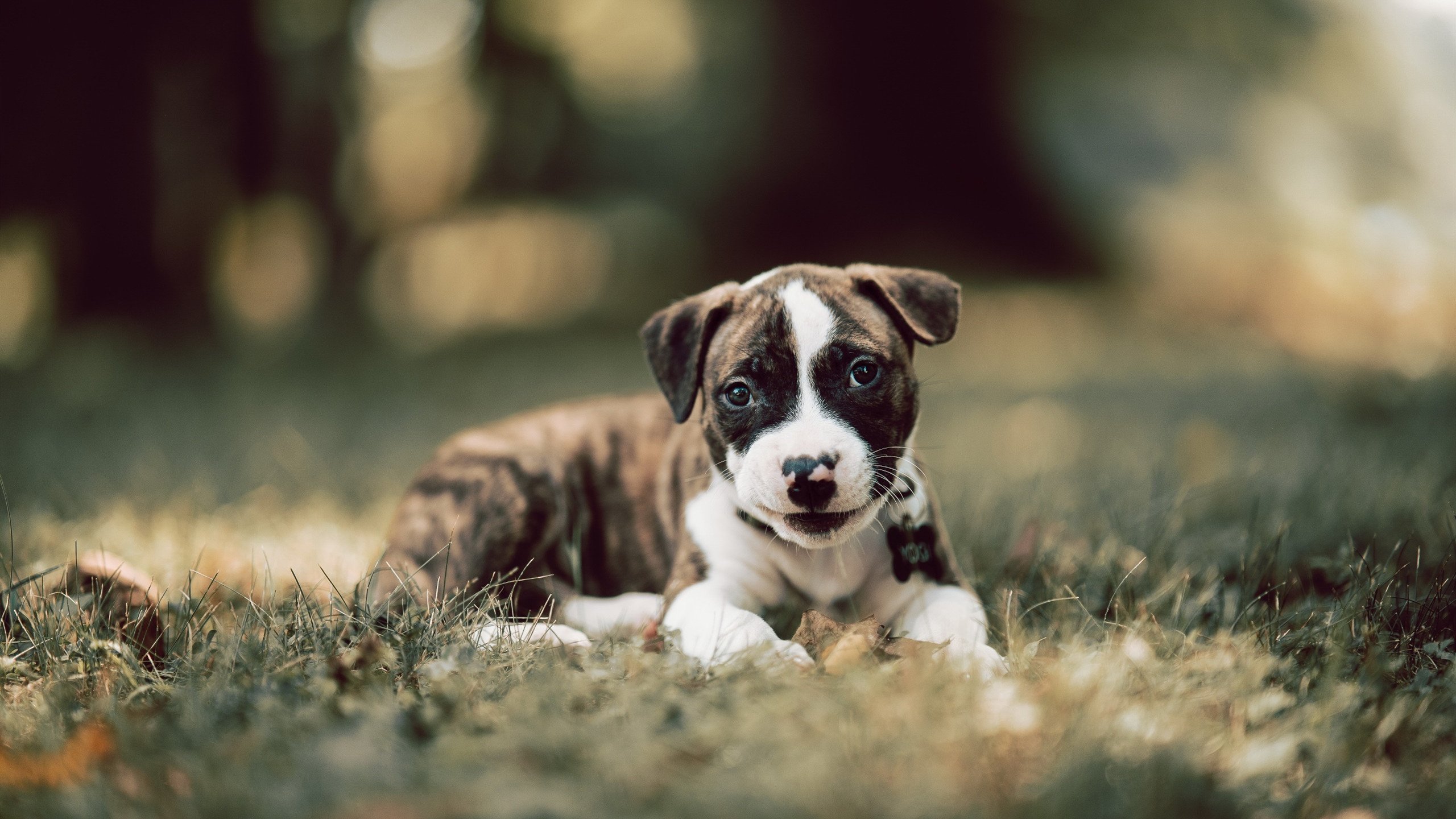 开云体育官方下载-“简阳文体中心篮球赛：战术与冲劲交织，赛场不断突破”