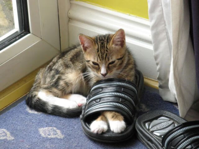 开云体育官方网站-乒乓球国际赛事赛制更新，比赛形式多样化，乒乓球国际赛事赛制更新,比赛形式多样化的原因