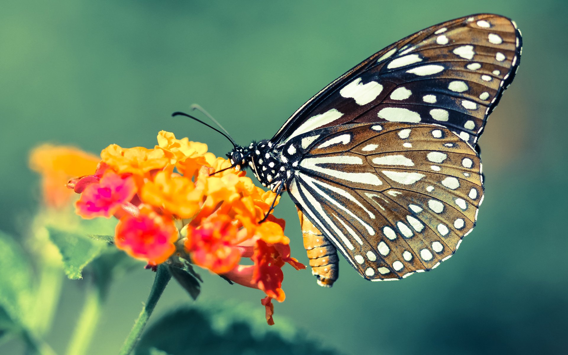 开云体育官方网站登陆-乒乓球青训系统实现地区资源互通，乒乓球青训班