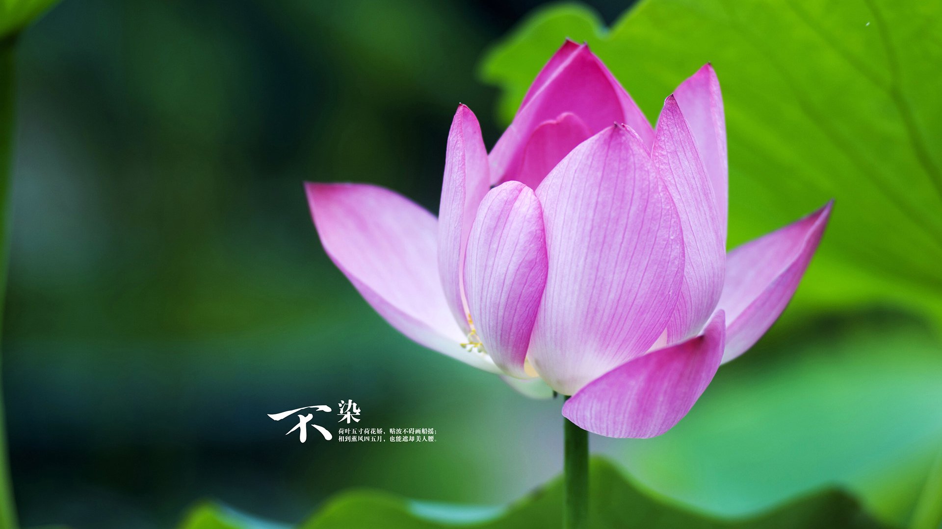 开云真人-丁俊晖称心态成熟是赢球关键因素,丁俊晖心理素质