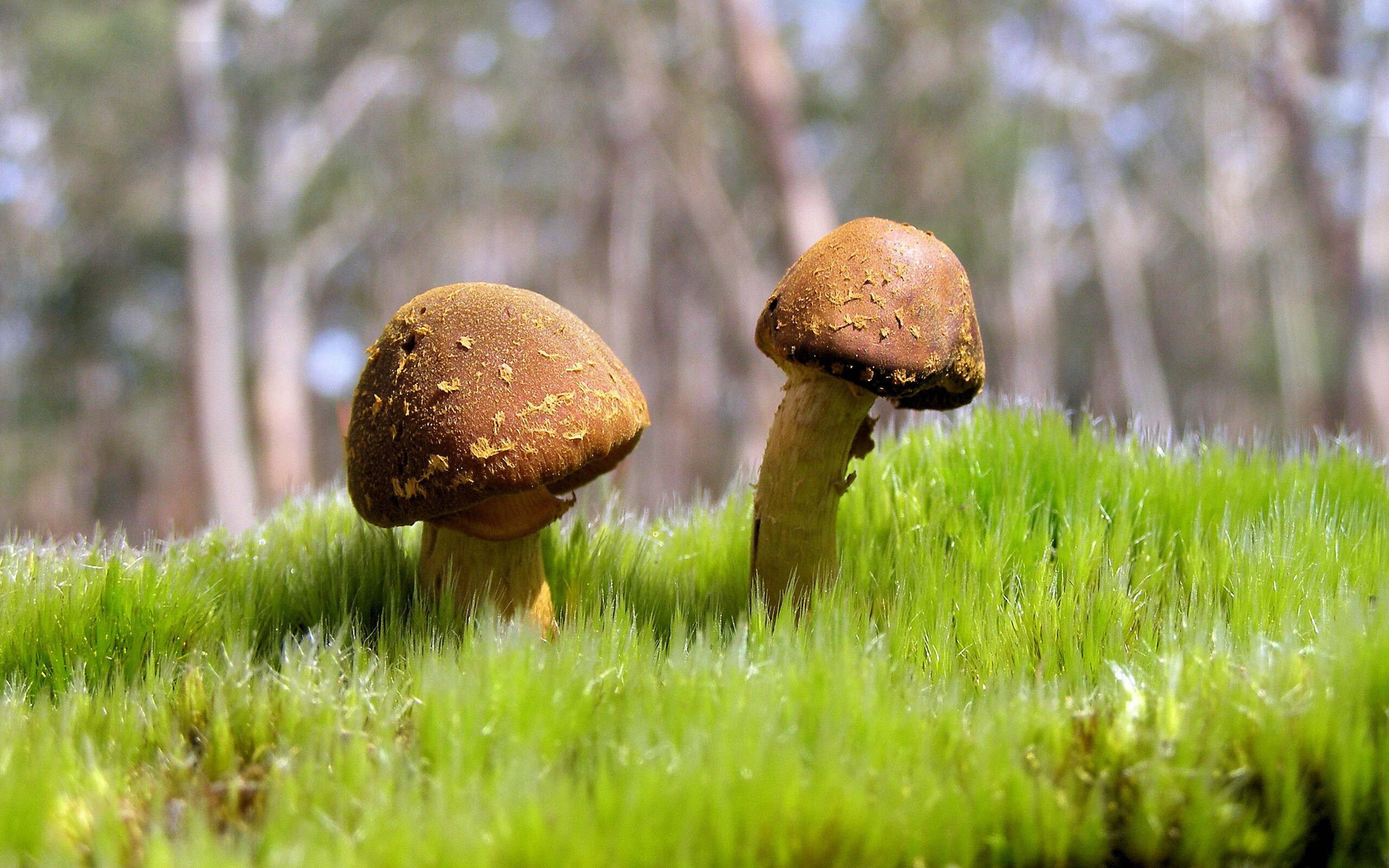 Kering-南非春bok队与新西兰全黑队的世纪对决